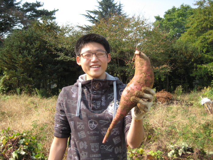 제 팔뚝보다 더 큰 고구마를 캤어요. 고구마 줄기를 걷고 호미로 고구마가 다치지 않도록 조심조심.. 